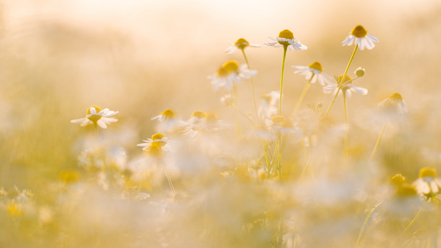 Wildflowers siblings sunset twins aqua free wallpaper for desktop - medium preview image