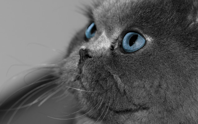 Blue eyed cat serious face free wallpaper for desktop - medium preview image