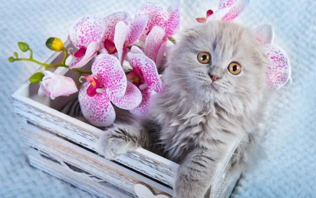 Cat crate flowers pink background free wallpaper for desktop - medium preview image