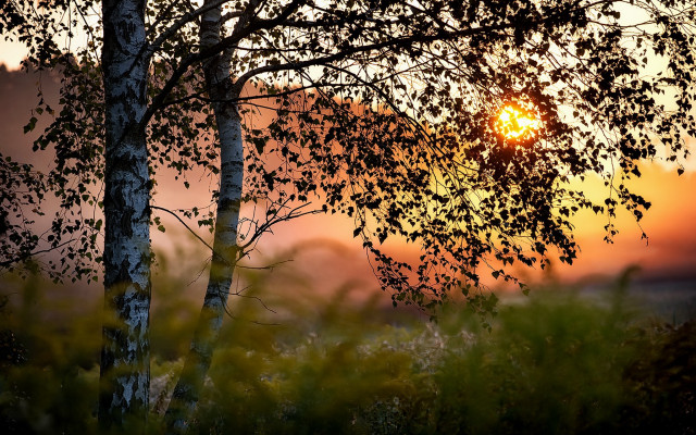 Sunrise tree autumn leaves forest free wallpaper for desktop - medium preview image