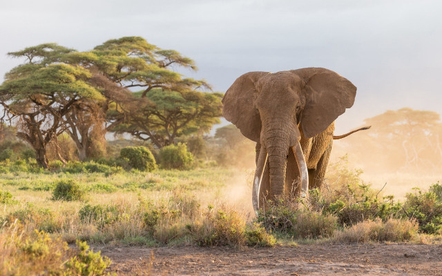 Elephant field trees dust wildlife free wallpaper for desktop - medium preview image