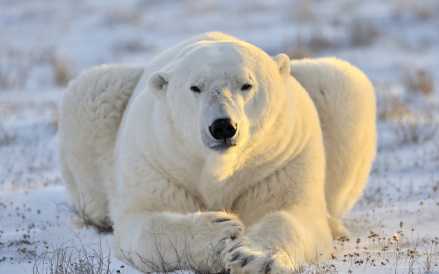 Polar bear snow laying ecological free wallpaper for desktop - medium preview image