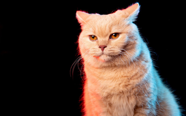 Cat neon popart yellow eyes free wallpaper for desktop - medium preview image