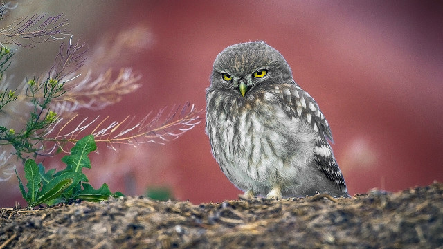 Small owl branch red background free wallpaper for desktop - medium preview image