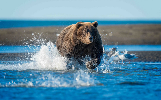 Bear running water bird background free wallpaper for desktop - medium preview image