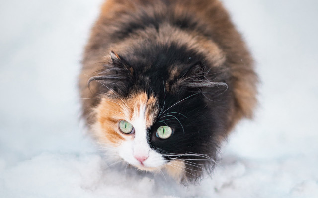 Black cat green eyes snow #3 free wallpaper for desktop - medium preview image