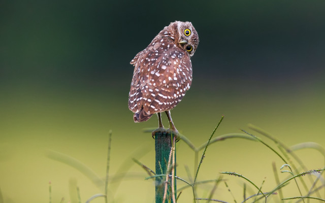 Small owl green pole grass free wallpaper for desktop - medium preview image