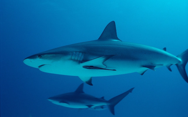 Sharks underwater group dolphin fish free wallpaper for desktop - medium preview image