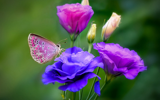 Butterfly purple flower macro gradient free wallpaper for desktop - medium preview image