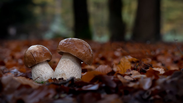 Autumn mushrooms leaves bokeh photorealistic free wallpaper for desktop - medium preview image