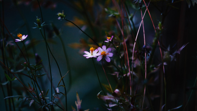 Flowers in grass center microscopic free wallpaper for desktop - medium preview image