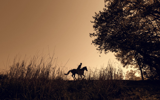Person horse field sunset tree free wallpaper for desktop - medium preview image