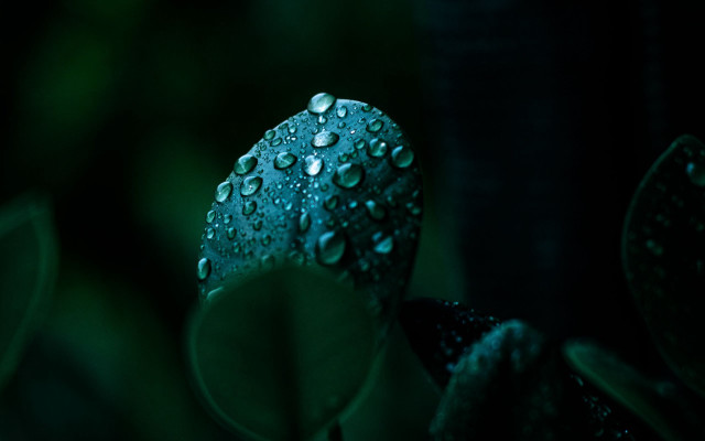 Water droplets plant macro glowing free wallpaper for desktop - medium preview image