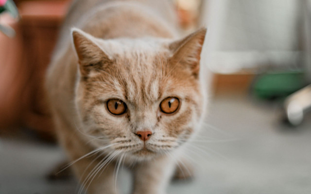 Cat planter chair blurry background free wallpaper for desktop - medium preview image