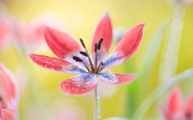 Red flower water droplets macro #13 free wallpaper for desktop - medium preview image