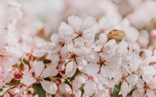 Pink flowers green leaves impressionist free wallpaper for desktop - medium preview image