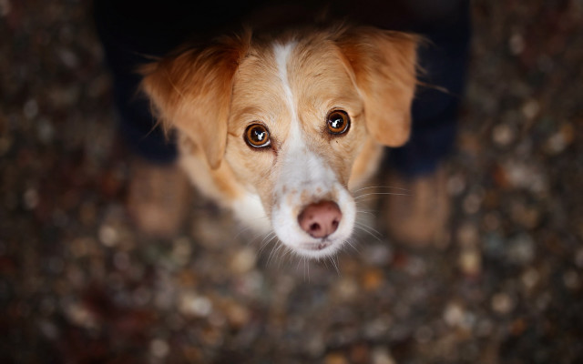 Sad dog blue blanket photorealism free wallpaper for desktop - medium preview image