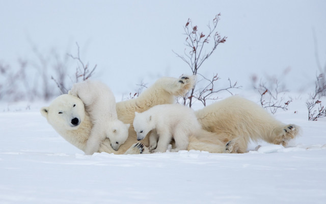 Polar bears snow cubs ecological free wallpaper for desktop - medium preview image
