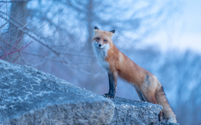 Red fox woods fog nature free wallpaper for desktop - medium preview image