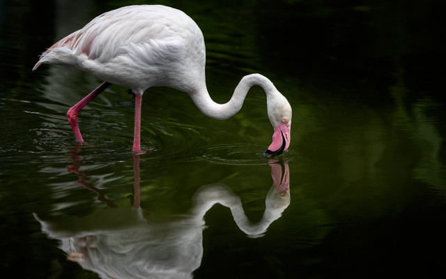 White bird drinking water reflection free wallpaper for desktop - medium preview image