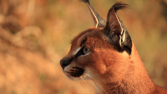 Cat closeup blurry background grass #2 free wallpaper for desktop - medium preview image