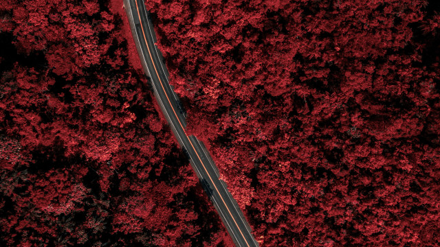 Red forest road autumn leaves free wallpaper for desktop - medium preview image