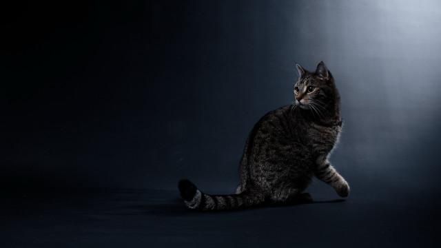Cat sitting dark closed head free wallpaper for desktop - medium preview image
