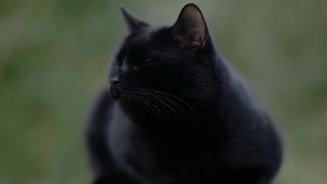 Black cat sitting vanitas blurry free wallpaper for desktop - medium preview image