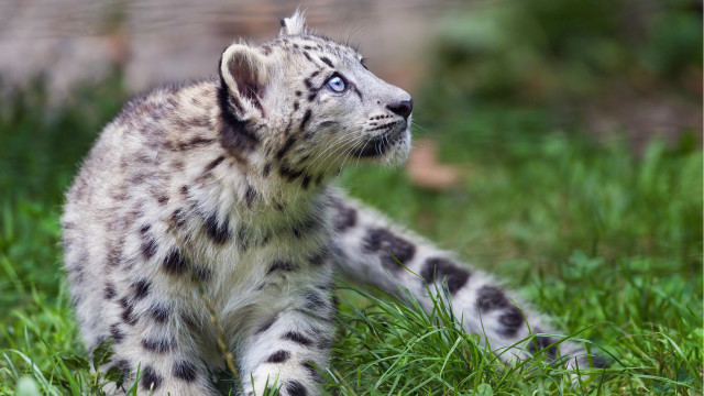 Snowleopard grass blurry background nature free wallpaper for desktop - medium preview image