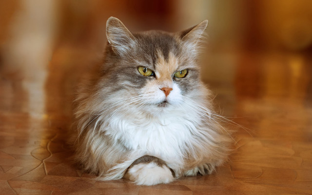 Regal cat with long whiskers free wallpaper for desktop - medium preview image