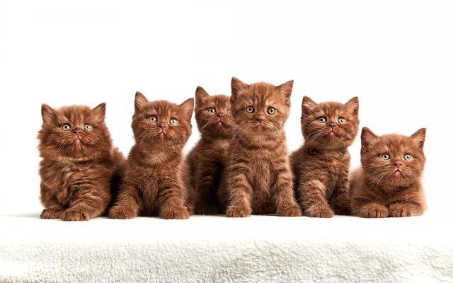 Kittens white blanket animal focus free wallpaper for desktop - medium preview image