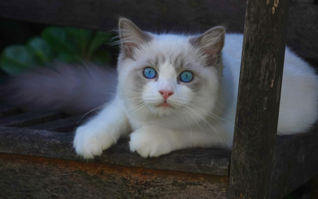 White cat blue eyes wooden #3 free wallpaper for desktop - medium preview image