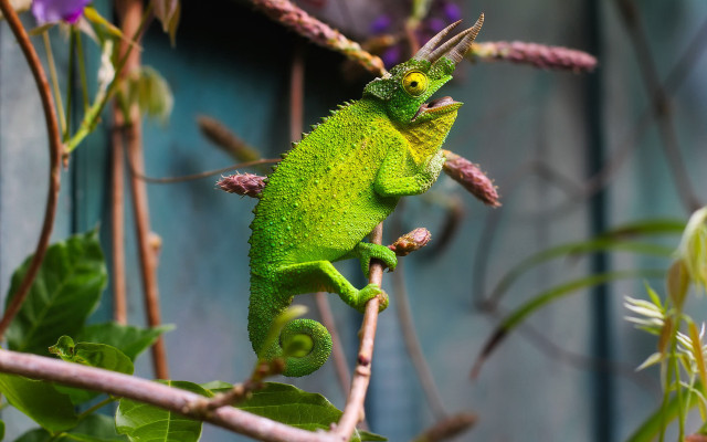 Green chameleon branch purple flowers free wallpaper for desktop - medium preview image