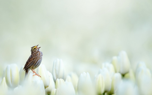 Small bird white flower field free wallpaper for desktop - medium preview image