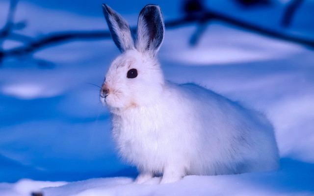 White rabbit snow blue background free wallpaper for desktop - medium preview image