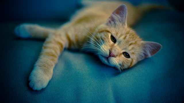 Cat blurry blue eyes resting #2 free wallpaper for desktop - medium preview image