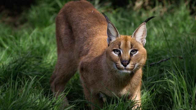 Cat field sunny bush fireflies free wallpaper for desktop - medium preview image