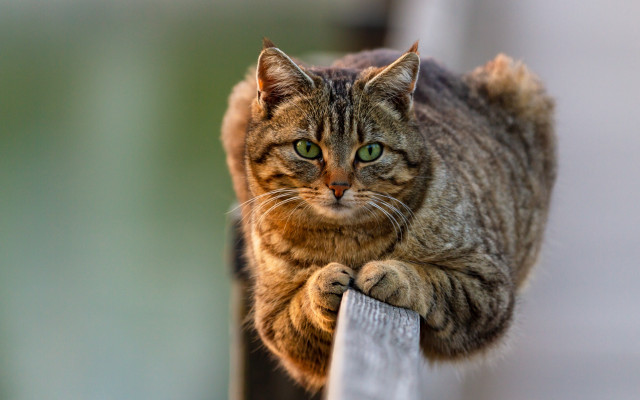 Serious cat on rail green free wallpaper for desktop - medium preview image