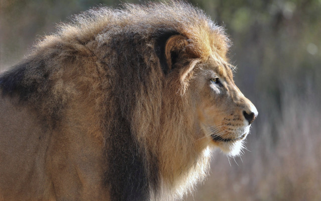 Lion mane sun field plant free wallpaper for desktop - medium preview image