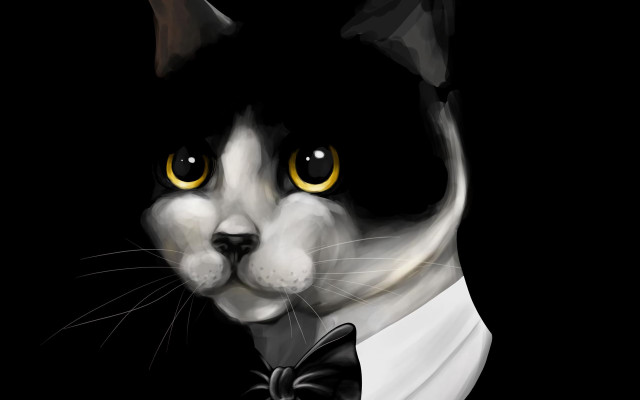Black white cat tuxedo bowtie free wallpaper for desktop - medium preview image