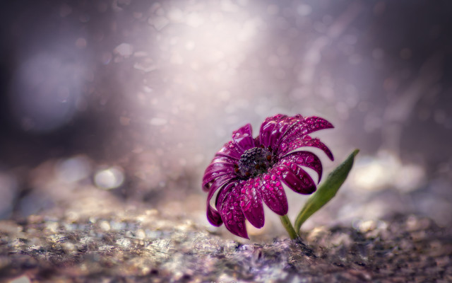 Purple flower green stem rock free wallpaper for desktop - medium preview image