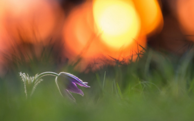 Purple flower grass sun macro free wallpaper for desktop - medium preview image