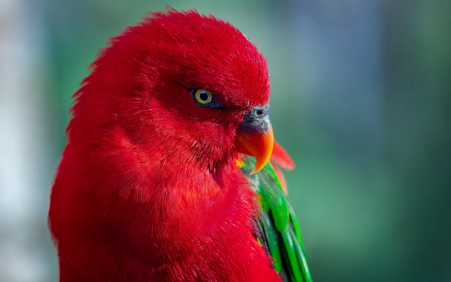 Red green yellow red green free wallpaper for desktop - medium preview image