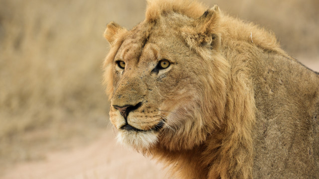 Lion closeup grass dirt realistic free wallpaper for desktop - medium preview image