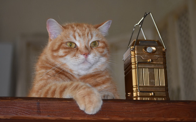 Cat clock radio tower shelf free wallpaper for desktop - medium preview image