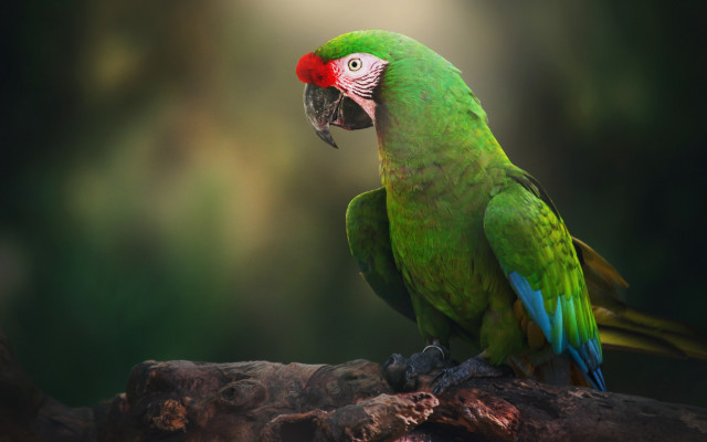 Green parrot red head branch free wallpaper for desktop - medium preview image