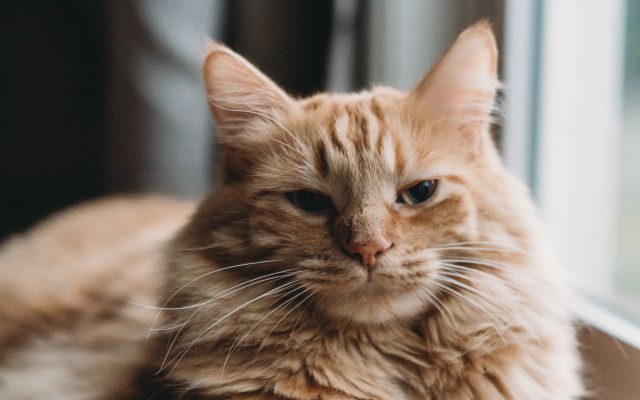 Cat window sill outside camera free wallpaper for desktop - medium preview image