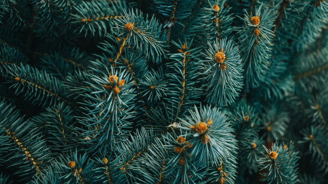 Pine needles cones green background #2 free wallpaper for desktop - medium preview image