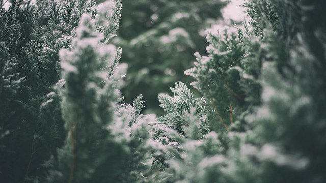 Snowy forest trees tilt shift free wallpaper for desktop - medium preview image