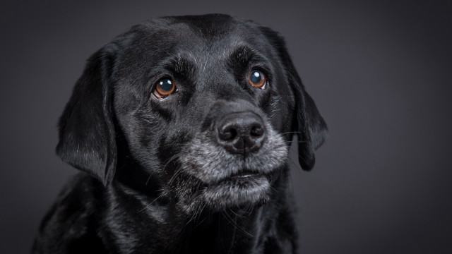 Black dog sad eye shiba free wallpaper for desktop - medium preview image